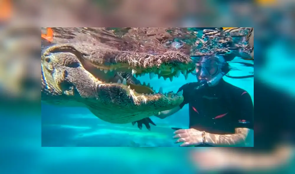YouTube viral: valiente hombre se sumerge en piscina llena de hambrientos cocodrilos [VIDEO]