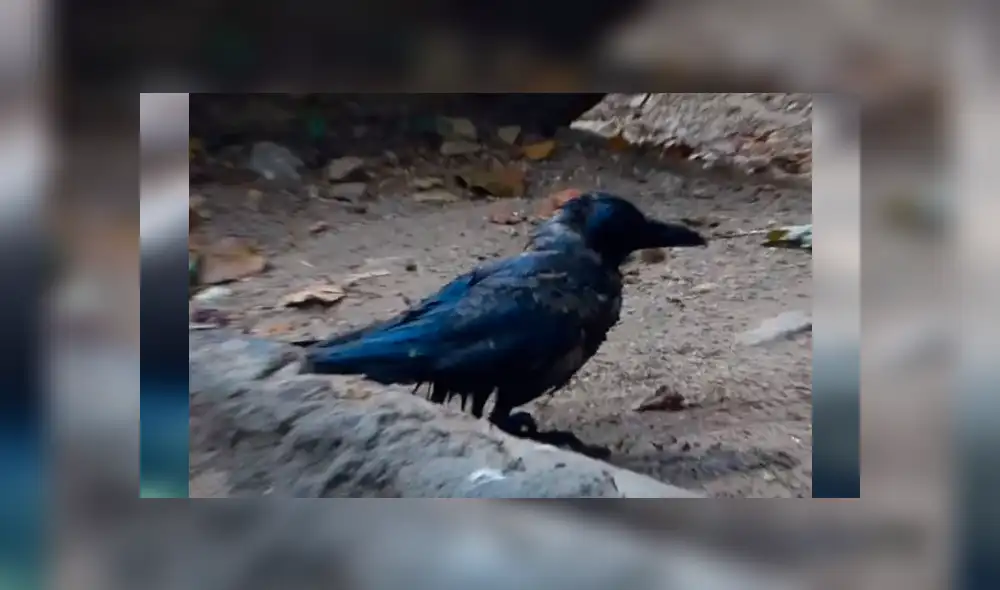 Facebook viral: Enorme oso ve que cuervo iba a morir ahogado y hace esto [VIDEO] 