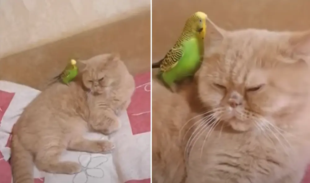 Los animales se convirtieron en 'amigos inseparables' durante la crisis del coronavirus. Foto: Captura de YouTube