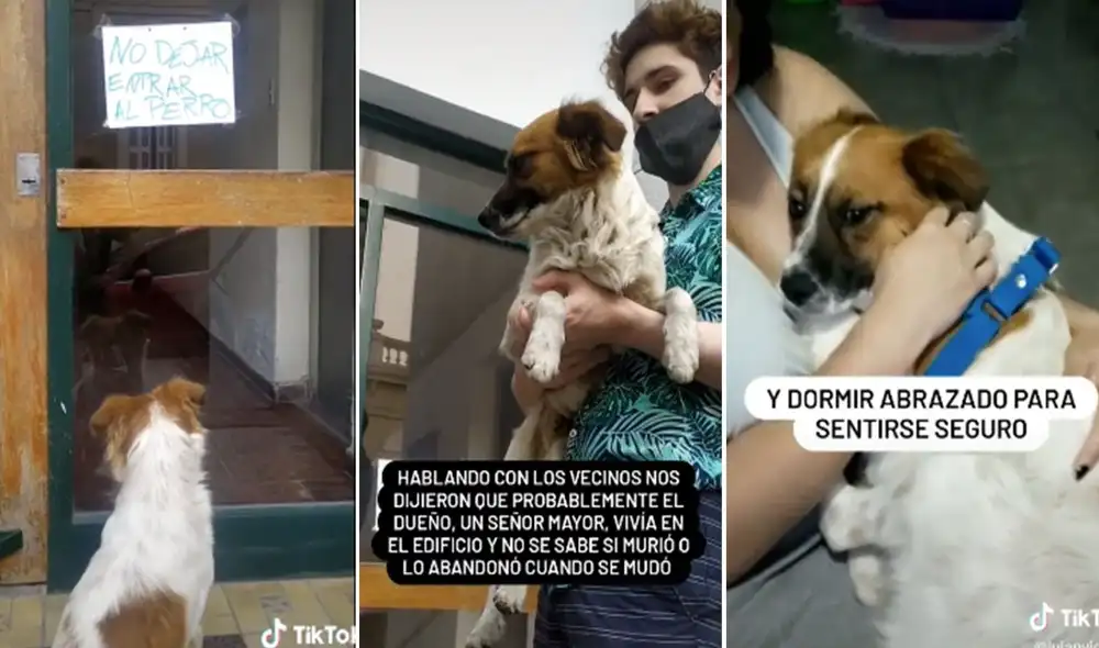 Desliza hacia la izquierda para conocer más detalles de la conmovedora historia de Bruno, un perrito que tuvo un final feliz. Foto: captura de TikTok Desliza hacia la izquierda para conocer más detalles de la conmovedora historia de Bruno, un perrito que tuvo un final feliz. Foto: captura de TikTok