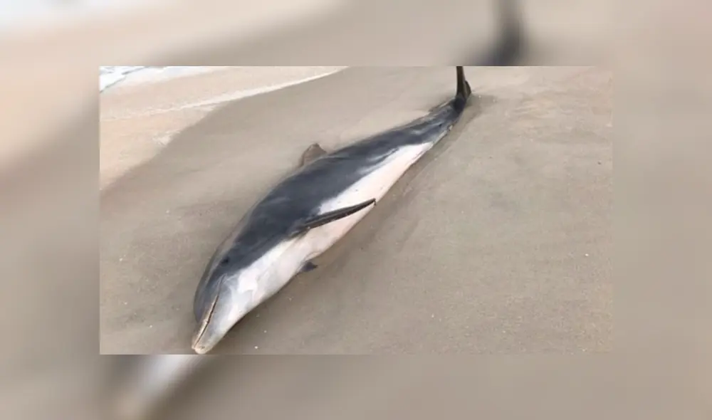 Las autoridades indicaron que los delfines fueron atacados con armas de fuego y de filo. Foto: Difusión. Las autoridades indicaron que los delfines fueron atacados con armas de fuego y de filo. Foto: Difusión.