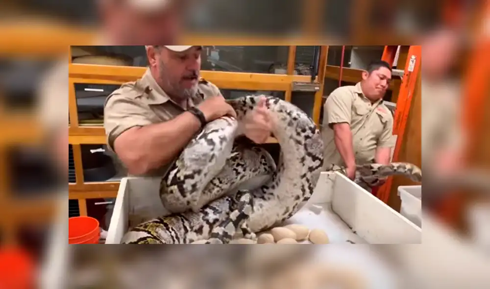 Desliza hacia la izquierda para ver el ataque de la serpiente. Video viral de YouTube. Desliza hacia la izquierda para ver el ataque de la serpiente. Video viral de YouTube.