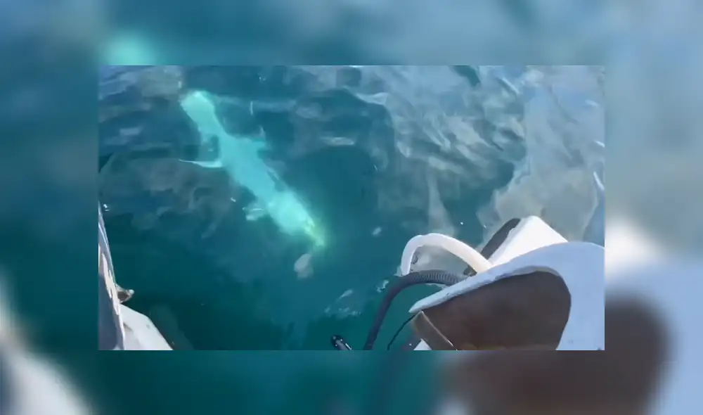 Unos jóvenes estuvieron largas horas tratando de atrapar al gigantesco pez. Foto: YouTube