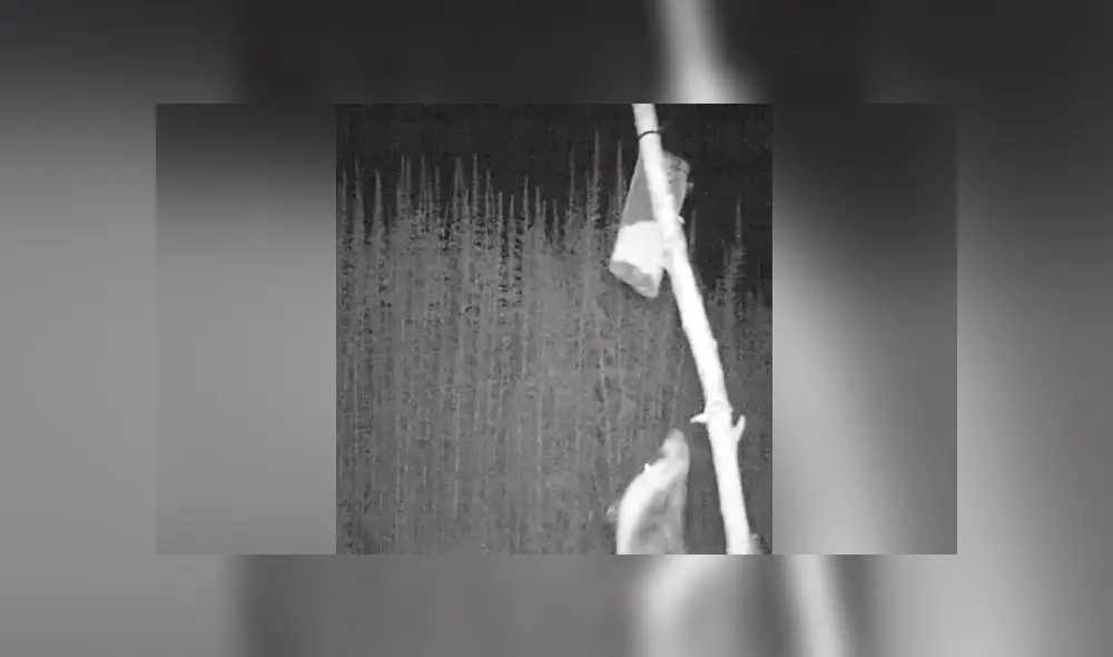 Un video viral muestra el animal que se robaba la cosecha de un granjero.