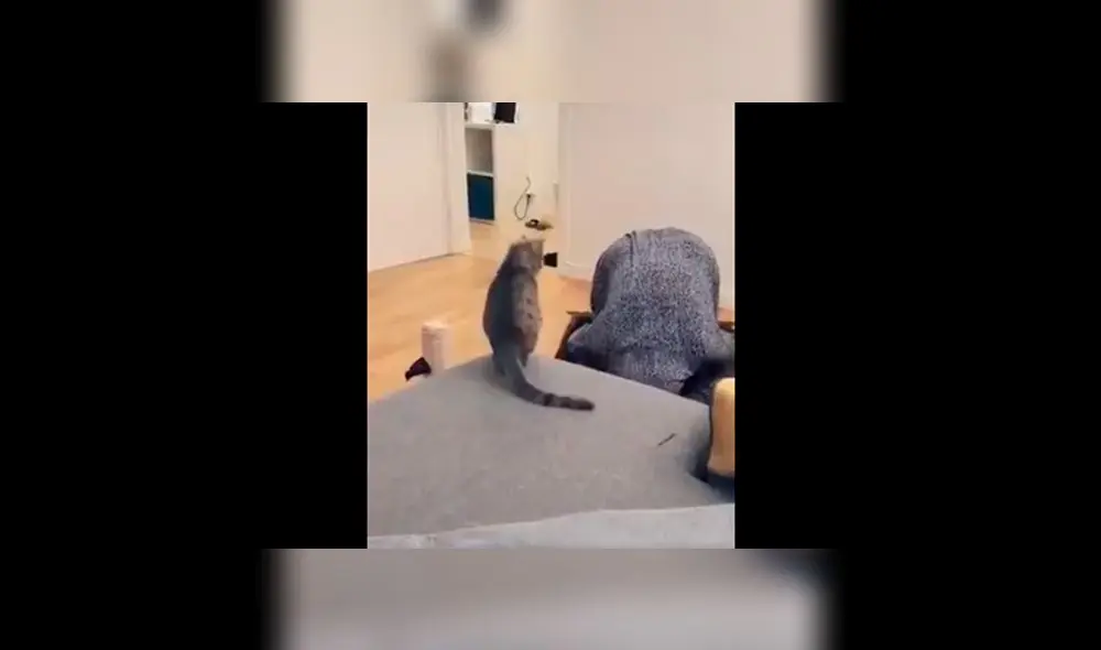 Desliza para ver la maniobra que le aplicó este tierno gatito a su dueña. Foto: Captura. Desliza para ver la maniobra que le aplicó este tierno gatito a su dueña. Foto: Captura.