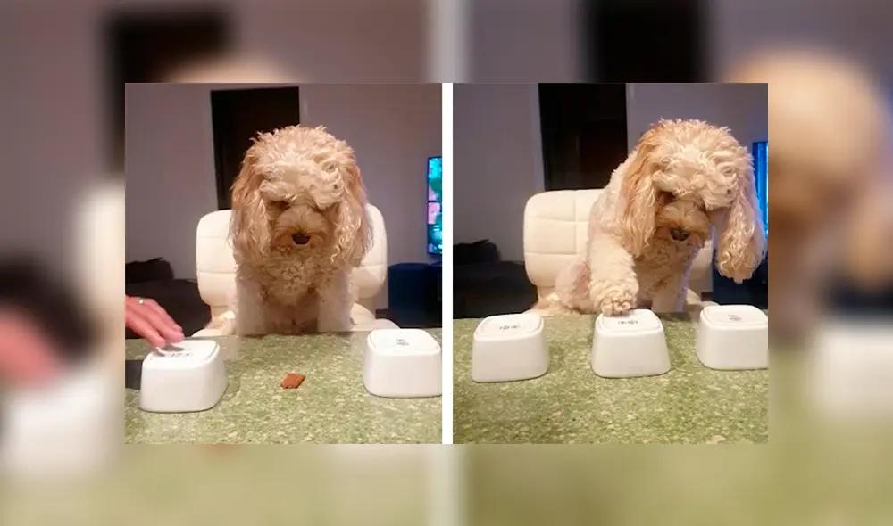 Desliza las imágenes para apreciar la destreza de un perro al adivinar donde se escondía su comida. Foto: Caters Clips.