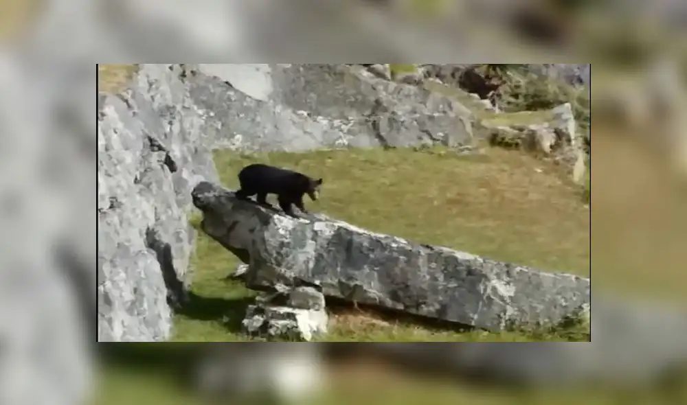 Facebook: Oso andino se pasea por Machupicchu [VIDEO]
