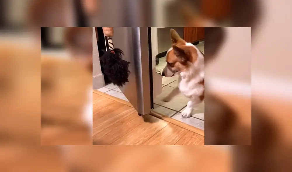 En Facebook, un perro asombró con su destreza al obedecer las indicaciones de su dueña para entregar una lata de agua. En Facebook, un perro asombró con su destreza al obedecer las indicaciones de su dueña para entregar una lata de agua.