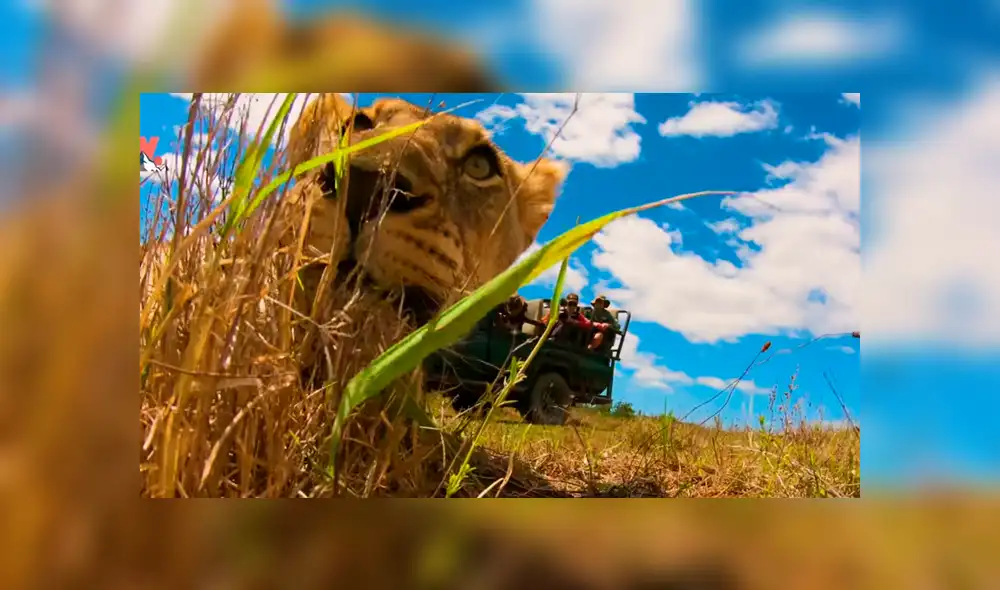 Turista se acerca a enorme león y graba sus enormes colmillos. Turista se acerca a enorme león y graba sus enormes colmillos.