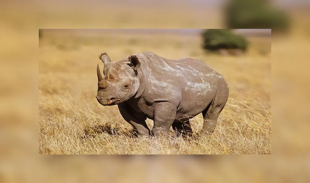 Un cuerno de este animal puede valer hasta 80 mil dólares