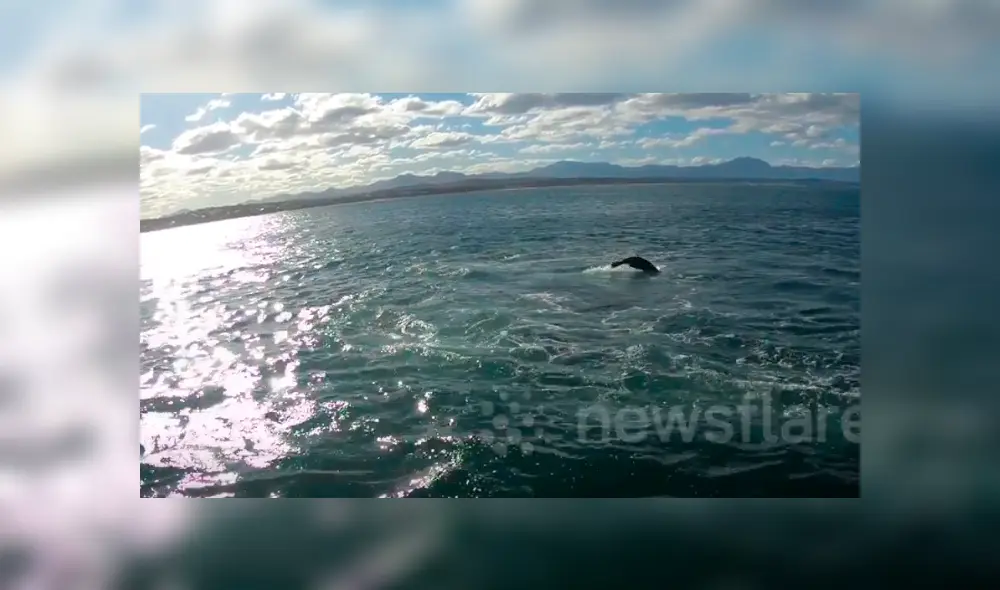 Un grupo de investigadores grabaron el momento en que una foca lucha por su vida tras el ataque de un feroz tiburón. Un grupo de investigadores grabaron el momento en que una foca lucha por su vida tras el ataque de un feroz tiburón.