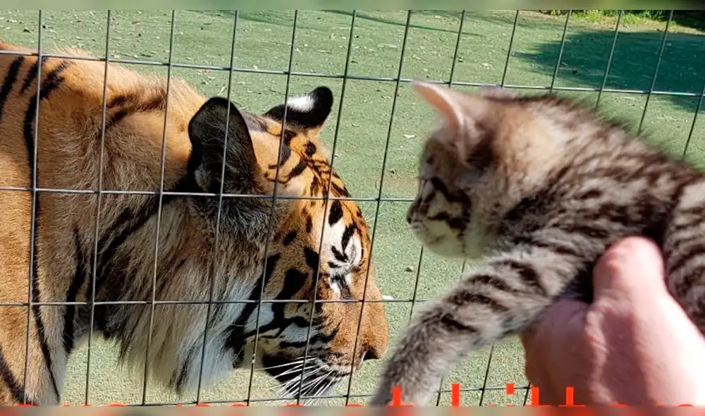 YouTube viral: pequeño gatito se enfrenta a tigre y lo hace escapar con su ternura [VIDEO] 