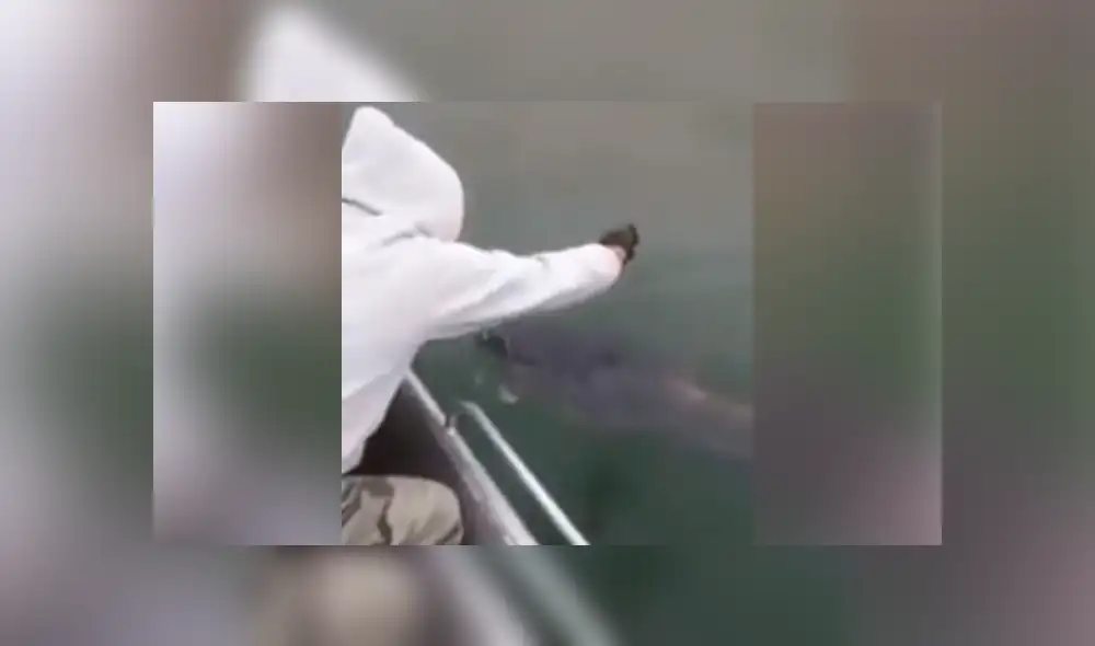 YouTube vira: intenta atrapar a 'extraña criatura' y termina 'mordisqueado' por el animal [VIDEO]