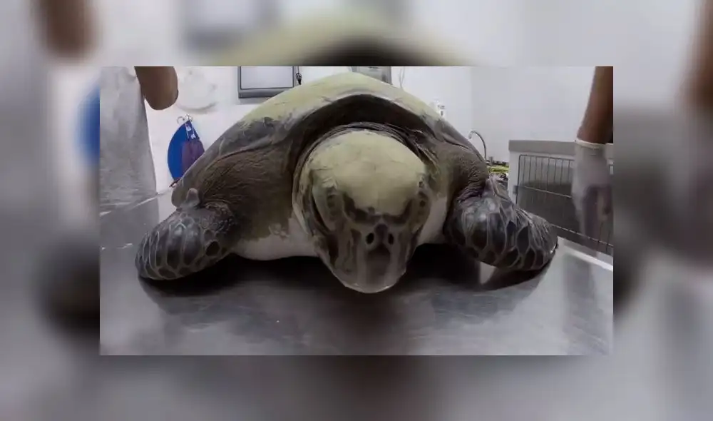 Tortuga que defecó 14 gramos de plástico regresó al mar [VIDEO]