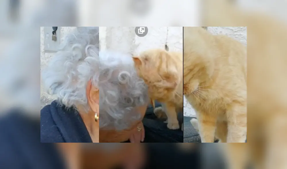 Amiga de la anciana compartió una imagen del tierno reencuentro entre la anciana y su mascota, luego de que esta desapareciera por casi cuatro años. Amiga de la anciana compartió una imagen del tierno reencuentro entre la anciana y su mascota, luego de que esta desapareciera por casi cuatro años.