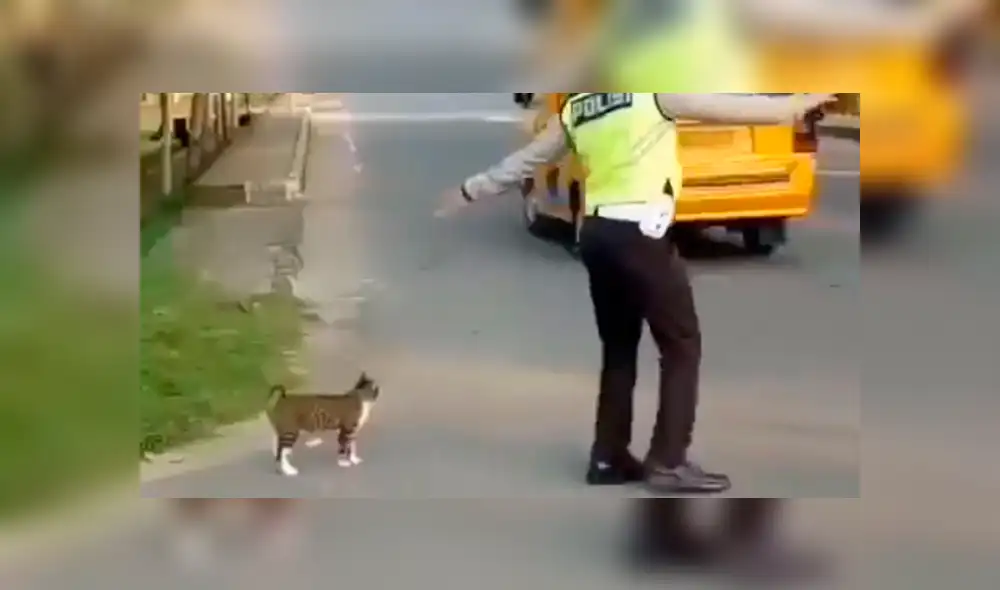 Facebook: policía detiene el tráfico para que un gato pueda cruzar la pista [VIDEO]