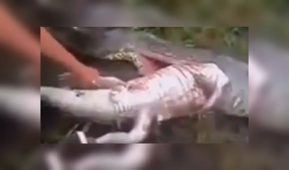 YouTube viral: cercenan el cuerpo de serpiente y encuentran increíble criatura dentro [VIDEO]