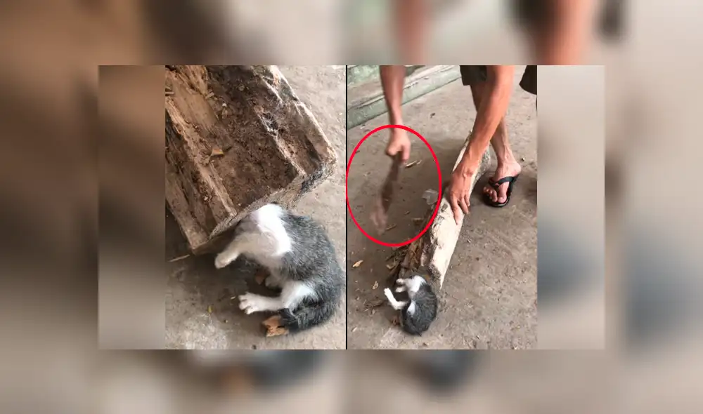 Facebook viral: travieso gato mete su cabeza en árbol, sin imaginar que su dueño lo liberaría con un hacha [VIDEO] 