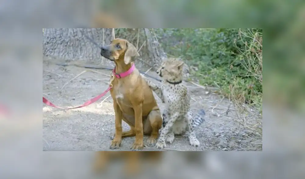 A través de YouTube se hizo viral la historia de un guepardo y un perro, los cuales se conocieron cuando eran unos cachorros.