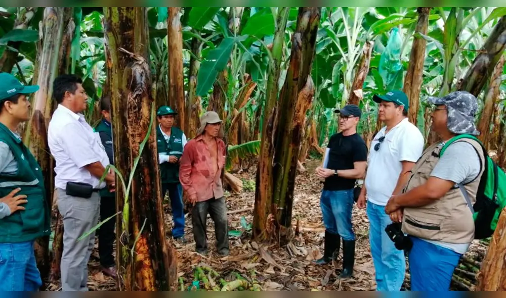 Minagri desarrollará tecnología que proteja al banano orgánico de hongo. Minagri desarrollará tecnología que proteja al banano orgánico de hongo.