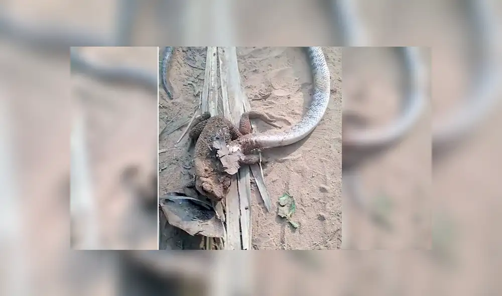 Desliza para ver la pelea entre una serpiente y una rana que es viral en YouTube. Foto: Captura. Desliza para ver la pelea entre una serpiente y una rana que es viral en YouTube. Foto: Captura.
