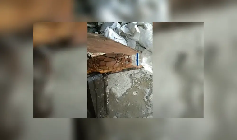 Desliza hacia la izquierda para ver las imágenes del viral de YouTube. Foto: Captura. Desliza hacia la izquierda para ver las imágenes del viral de YouTube. Foto: Captura.