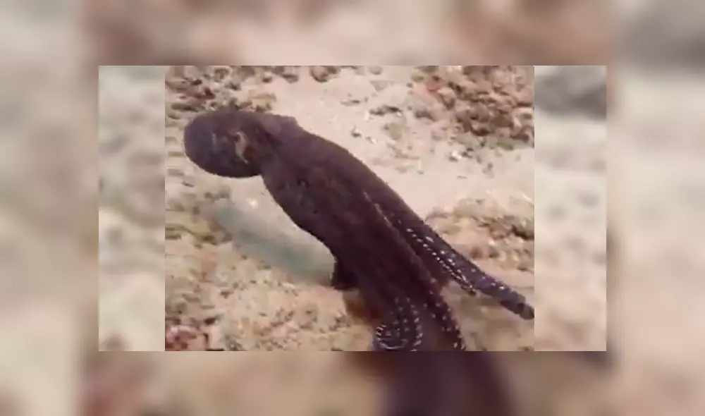 En YouTube, un hombre persiguió al enorme animal marino para atraparlo y quedó impresionado cuando vio su habilidad de ocultarse en el agua. En YouTube, un hombre persiguió al enorme animal marino para atraparlo y quedó impresionado cuando vio su habilidad de ocultarse en el agua.