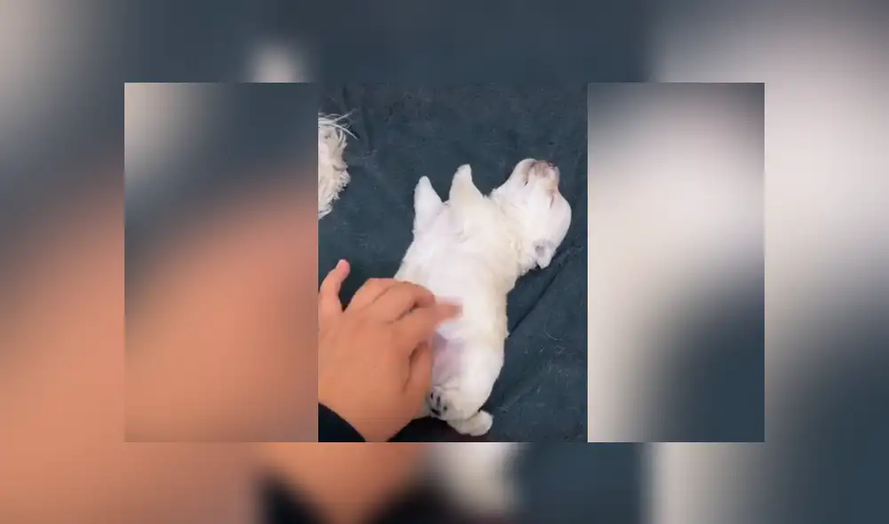 Tiktok viral: perro bebé recibe caricias de su dueña por primera vez y tiene increíble reacción