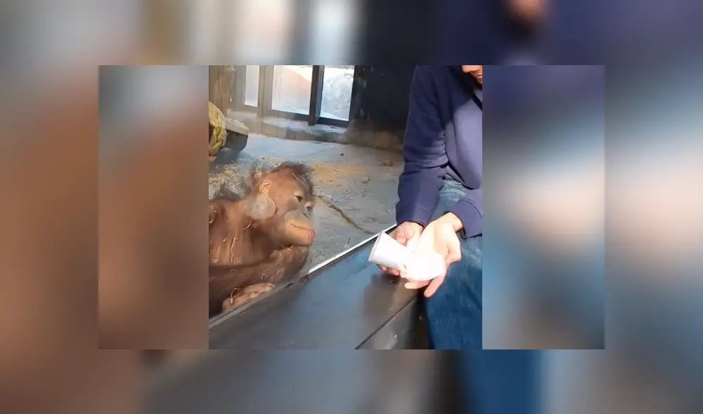Facebook viral: hombre le hace truco de magia a enorme orangután y animal tiene curiosa reacción