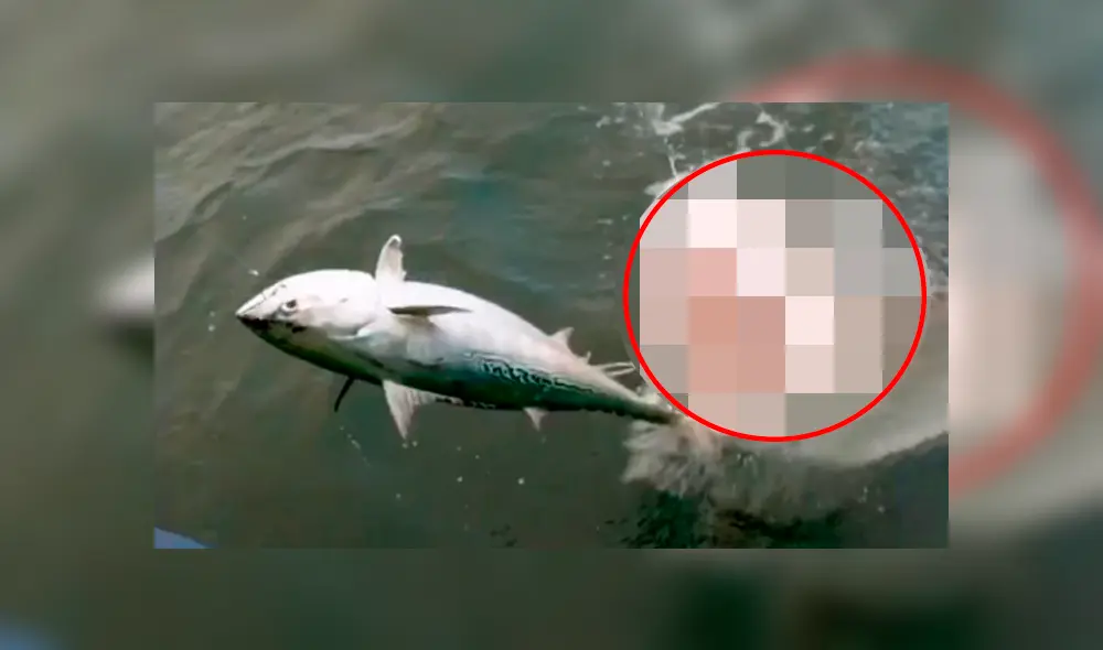 Un video viral en Facebook muestra a la peligrosa criatura que emergió del mar para capturar a pez. Un video viral en Facebook muestra a la peligrosa criatura que emergió del mar para capturar a pez.