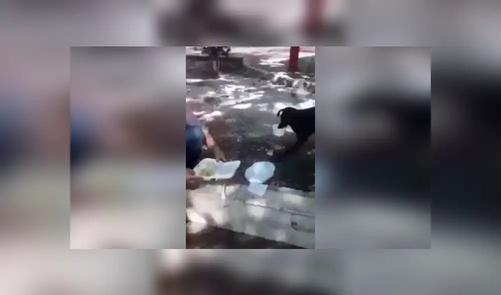 Desliza las imágenes hacia la izquierda para conocer las fechorías que cometieron dos perros callejeros. Foto: Captura.