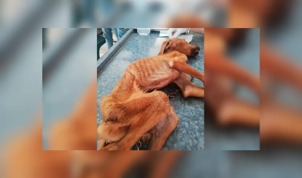 Facebook viral: encuentra perro moribundo en la calle, lo adopta y luego de algunos meses luce así