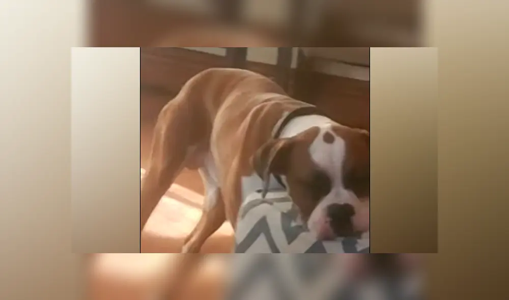 Desliza a la izquierda para ver a la tierna mascota durmiendo de pie. (Foto: captura) Desliza a la izquierda para ver a la tierna mascota durmiendo de pie. (Foto: captura)
