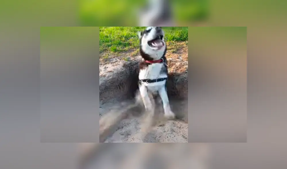 Video viral de Facebook muestra el preciso instante en que un hombre encuentra un misterioso hoyo, se acerca y descubre un animal peludo.