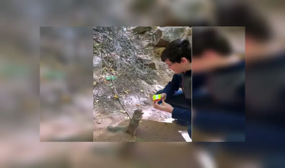 En Facebook, una ardilla quedó fascinada con la habilidad de un chico y quiso imitar sus movimientos.