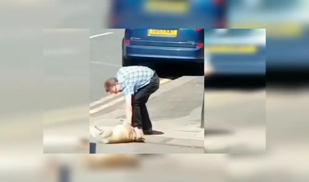 Video es viral en Facebook. El dueño del can no sabía qué hacer ante la singular conducta de su mascota cuando estaba a punto de cruzar la pista Video es viral en Facebook. El dueño del can no sabía qué hacer ante la singular conducta de su mascota cuando estaba a punto de cruzar la pista