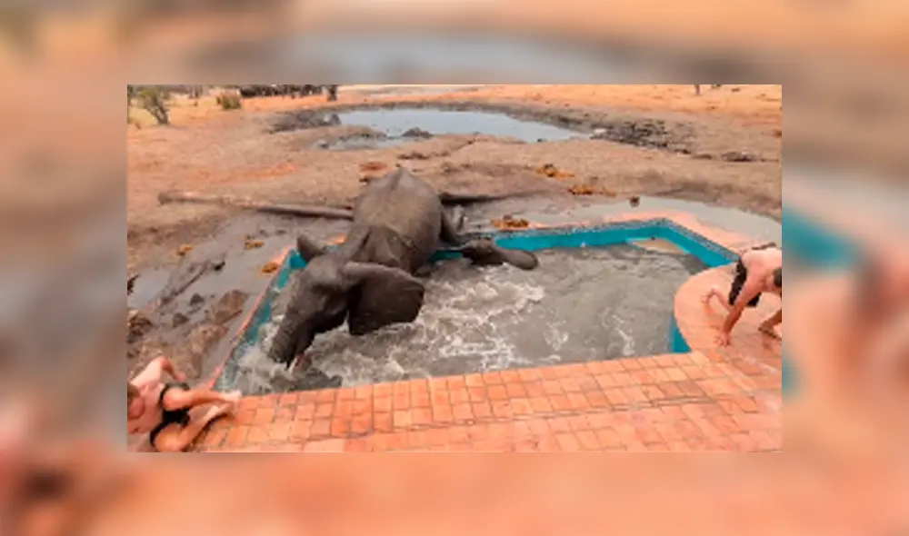 El elefante atacó en varias ocasiones a los valientes hombres que intentaron empujar al pequeño para que salga de la pileta. Foto: captura. El elefante atacó en varias ocasiones a los valientes hombres que intentaron empujar al pequeño para que salga de la pileta. Foto: captura.