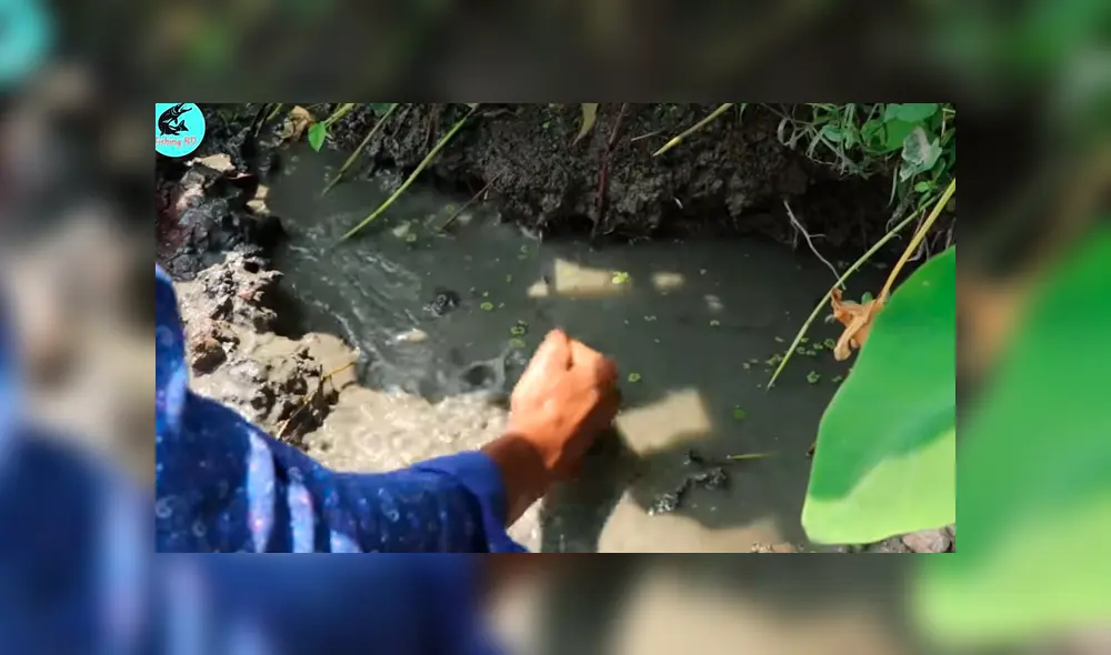 Un joven compartió en YouTube el hallazgo que hizo dentro de un extraño hoyo de barro, donde descubrió misteriosos peces con un aspecto aterrador Un joven compartió en YouTube el hallazgo que hizo dentro de un extraño hoyo de barro, donde descubrió misteriosos peces con un aspecto aterrador