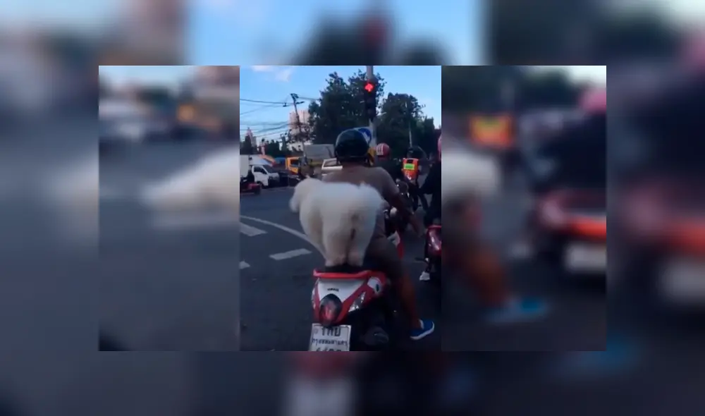 Video es viral en YouTube. Un hombre sacó a pasear a su perro en motocicleta, sin imaginar que el can se volvería famoso por su peculiar forma de viajar