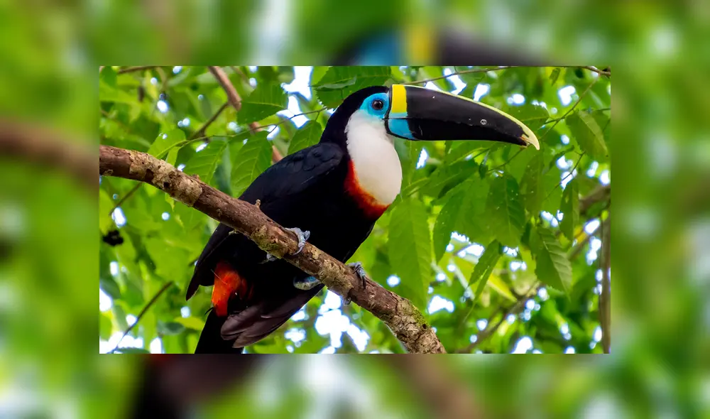 Autoridades recuerdan prohibición de tener especies silvestres en cautiverio Autoridades recuerdan prohibición de tener especies silvestres en cautiverio