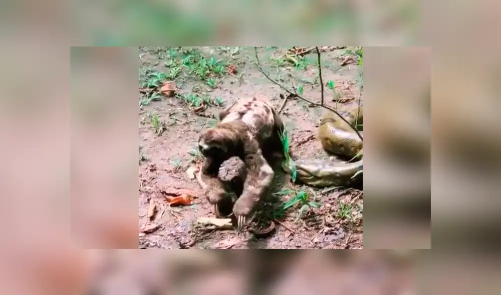 El atrevido perezoso pasó sus garras por el cuerpo de una gigantesca anaconda, que hizo un acción insólita reacción al verlo. Foto: captura El atrevido perezoso pasó sus garras por el cuerpo de una gigantesca anaconda, que hizo un acción insólita reacción al verlo. Foto: captura