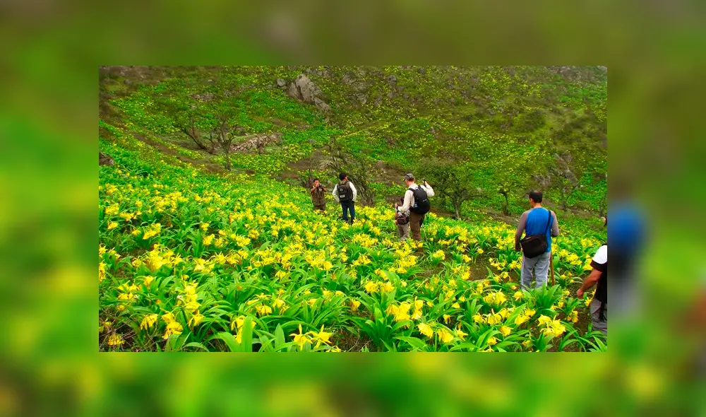 Cinco lomas de Lima serán protegidas gracias a nueva área de conservación regional. Foto: Twitter @GQuijandriaA
