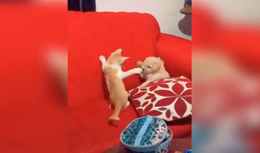 Desliza las imágenes para ver la curiosa escena que protagonizaron un gato y un perro bebé al quedarse solos por unos minutos. Foto: captura de TikTok Desliza las imágenes para ver la curiosa escena que protagonizaron un gato y un perro bebé al quedarse solos por unos minutos. Foto: captura de TikTok