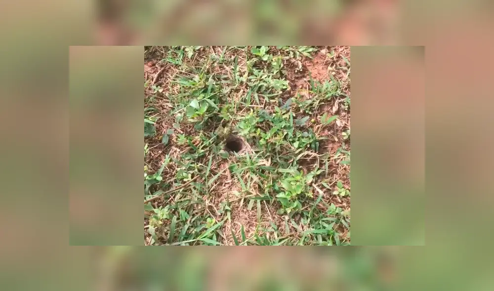 Chico se topa con misterioso agujero, mete un palo y aterradora criatura emerge para atacarlo [VIDEO]