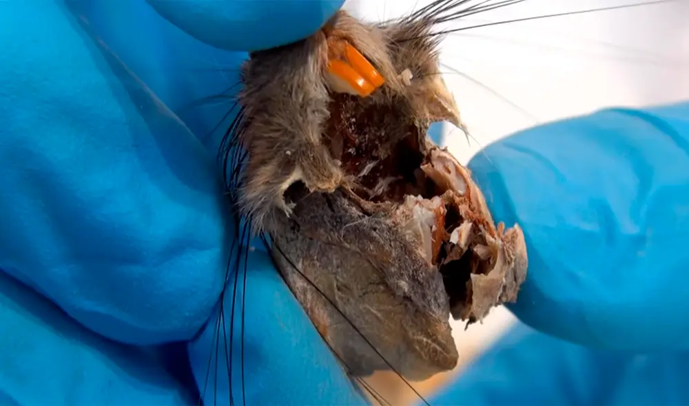 El youtuber del canal 'Curiosidades con Mike' examinó por dentro a una rata disecada. El youtuber del canal 'Curiosidades con Mike' examinó por dentro a una rata disecada.