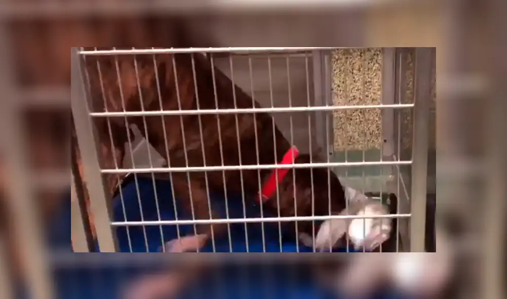 Facebook: Perros de un albergue fueron sorprendidos con increíbles regalos [VIDEO]