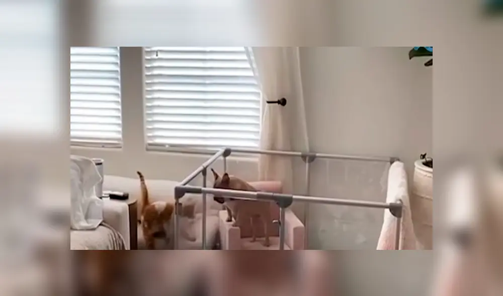 Desliza hacia la izquierda para ver el conmovedor momento que se volvió viral en Facebook.