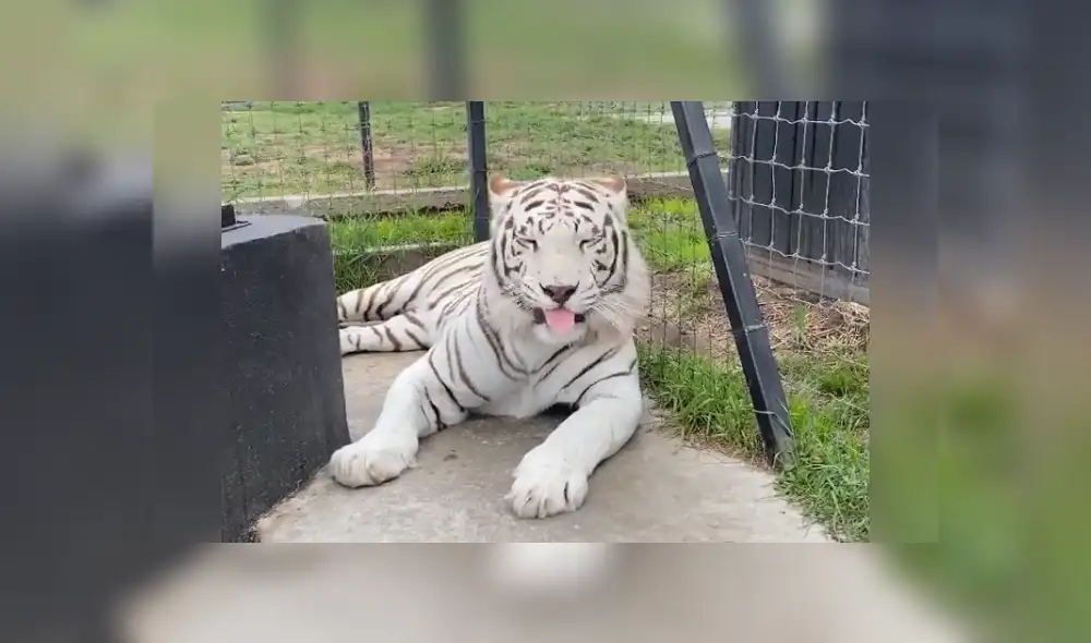 Desliza hacia la izquierda para ver las imágenes del viral de Facebook. Foto: Black Jaguar While Tiger. Desliza hacia la izquierda para ver las imágenes del viral de Facebook. Foto: Black Jaguar While Tiger.