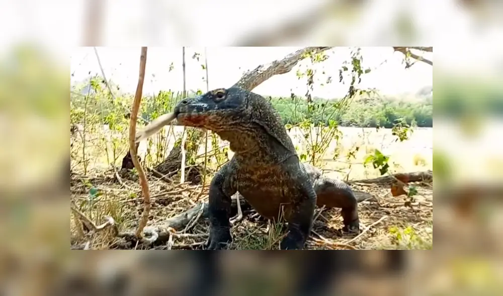Un video viral muestra como un enorme dragón de komodo devora por completo a un indefenso mono.