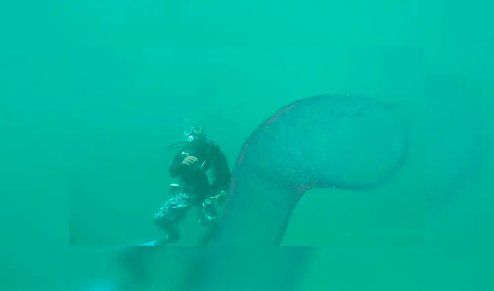 YouTube viral: buzos graban a gusano gigante en mar de Nueva Zelanda [VIDEO]